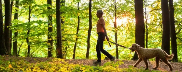 Chien en forêt : la laisse obligatoire du 15 avril au 30 juin