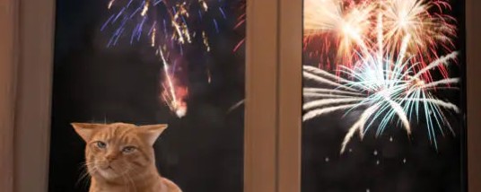 Fêtes de fin d’année : comment aider votre animal à rester serein