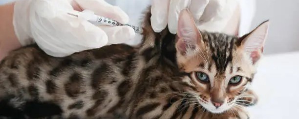 Vaccination chien, chat, NAC : le guide complet 2026