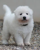 Photo du partenaire Elevage BBS Entre Ciel et Terre