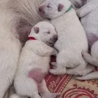 Photo du partenaire Elevage BBS Entre Ciel et Terre