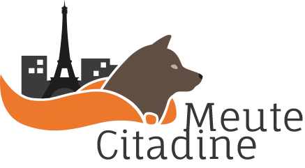 Meute Citadine educateur canin
