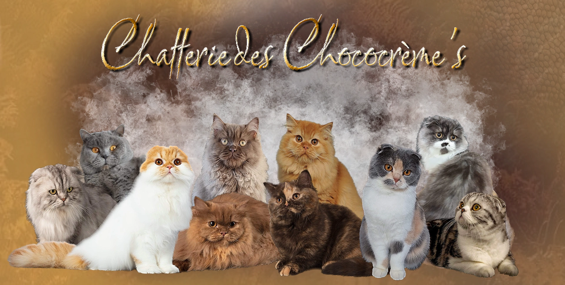 Chatterie des chococreme's