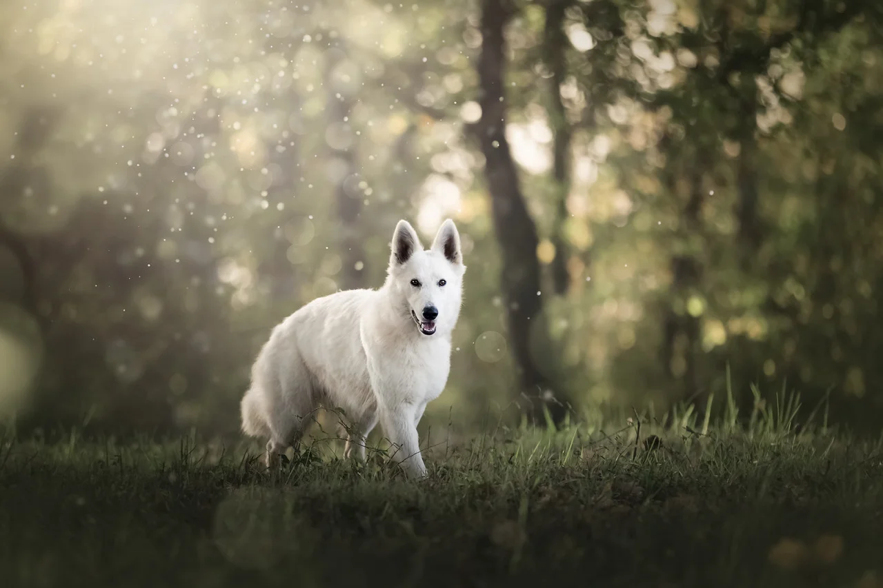 Elevage BBS Entre Ciel et Terre