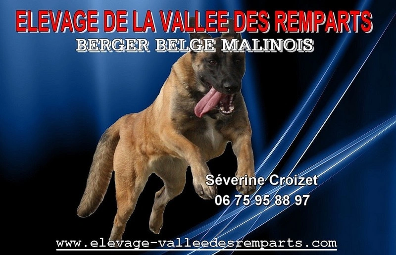 Élevage de la vallée des remparts Berger Belge Malinois